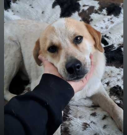 2 letni Misio do adopcji