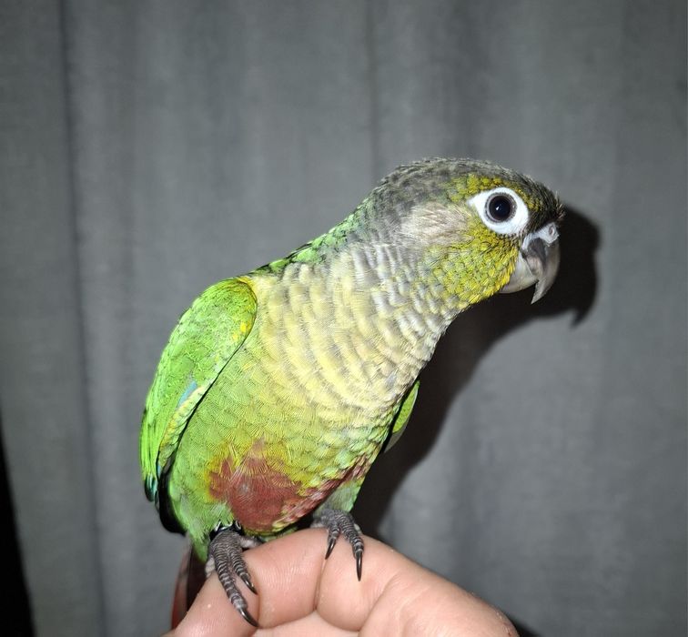 Pyrrhura criada a mão