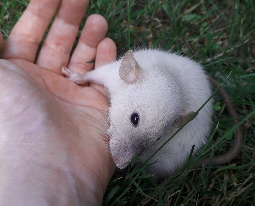 Dumbo Siamese Point, Velveteen - szczur, szczury, szczurki, szczurek