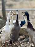 Patos Corredores Indianos Machos