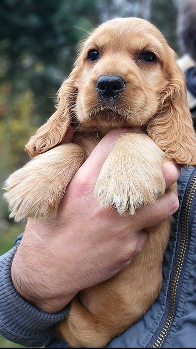 Cocker Spaniel Angielski- cudowny piesek złoty - Biszkoptowy  Rodowód