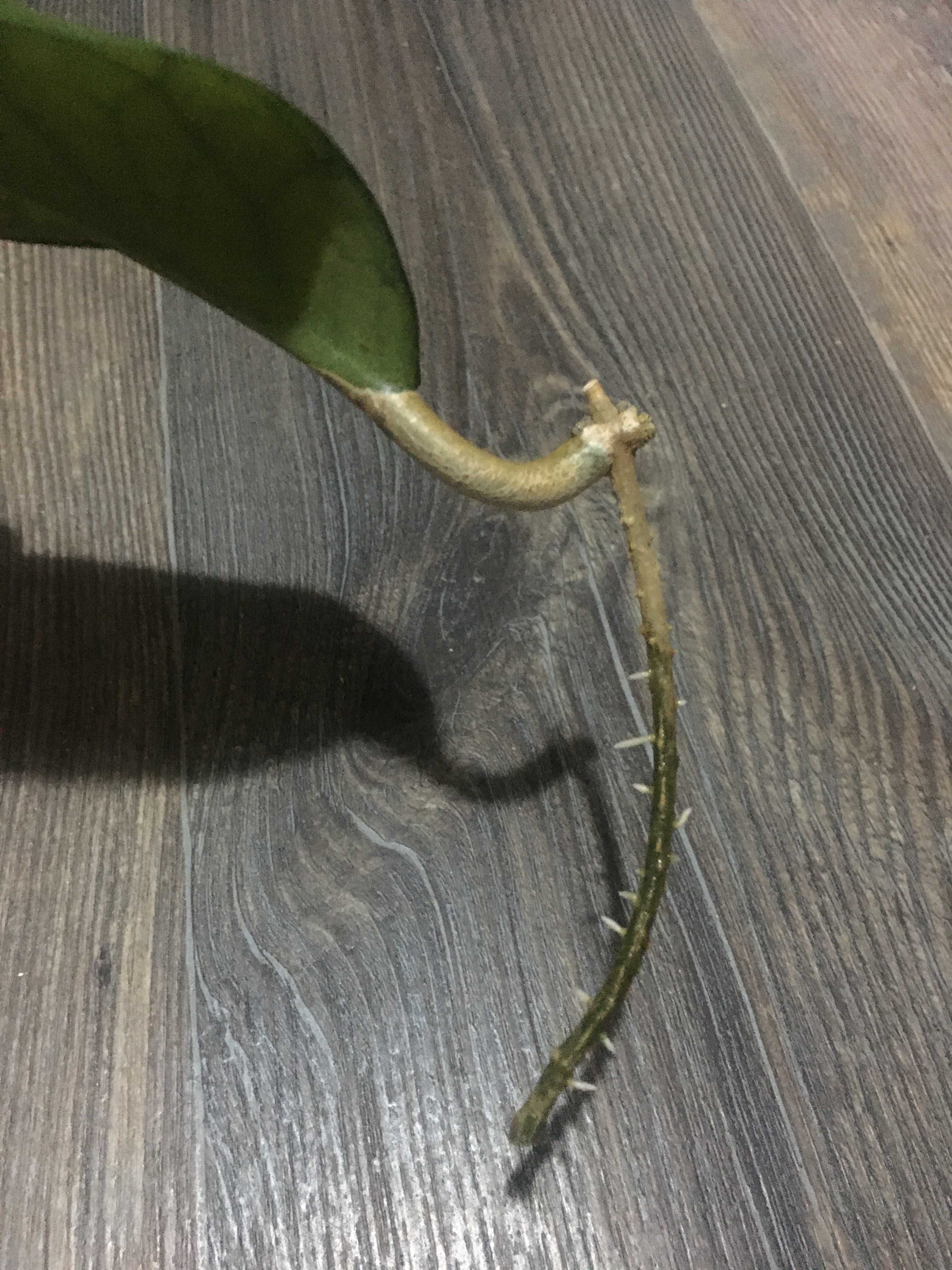 Hoya hoja Golden Eye ukorzeniona
