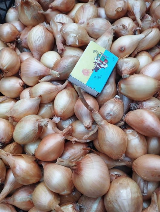 Цибуля шалот, кущівка