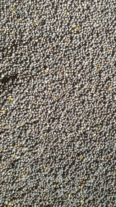 Łubin żółty szerokolistny