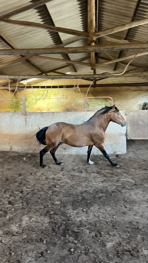 Cavalo Puro Sangue Lusitano