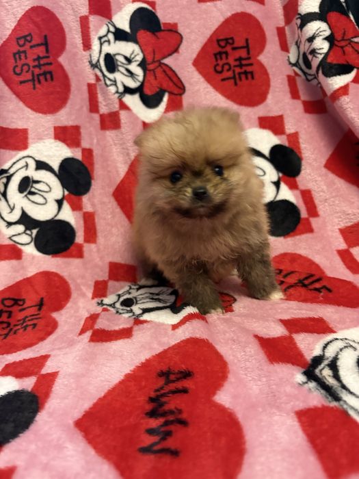 Pomeranian XXS piesek do odbioru