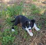 Border Collie 4 meses
