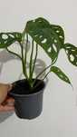 Monstera Adansonii