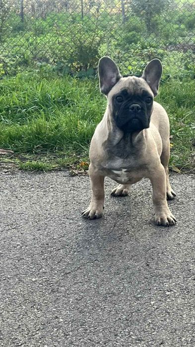 Два хлопчики бульдога