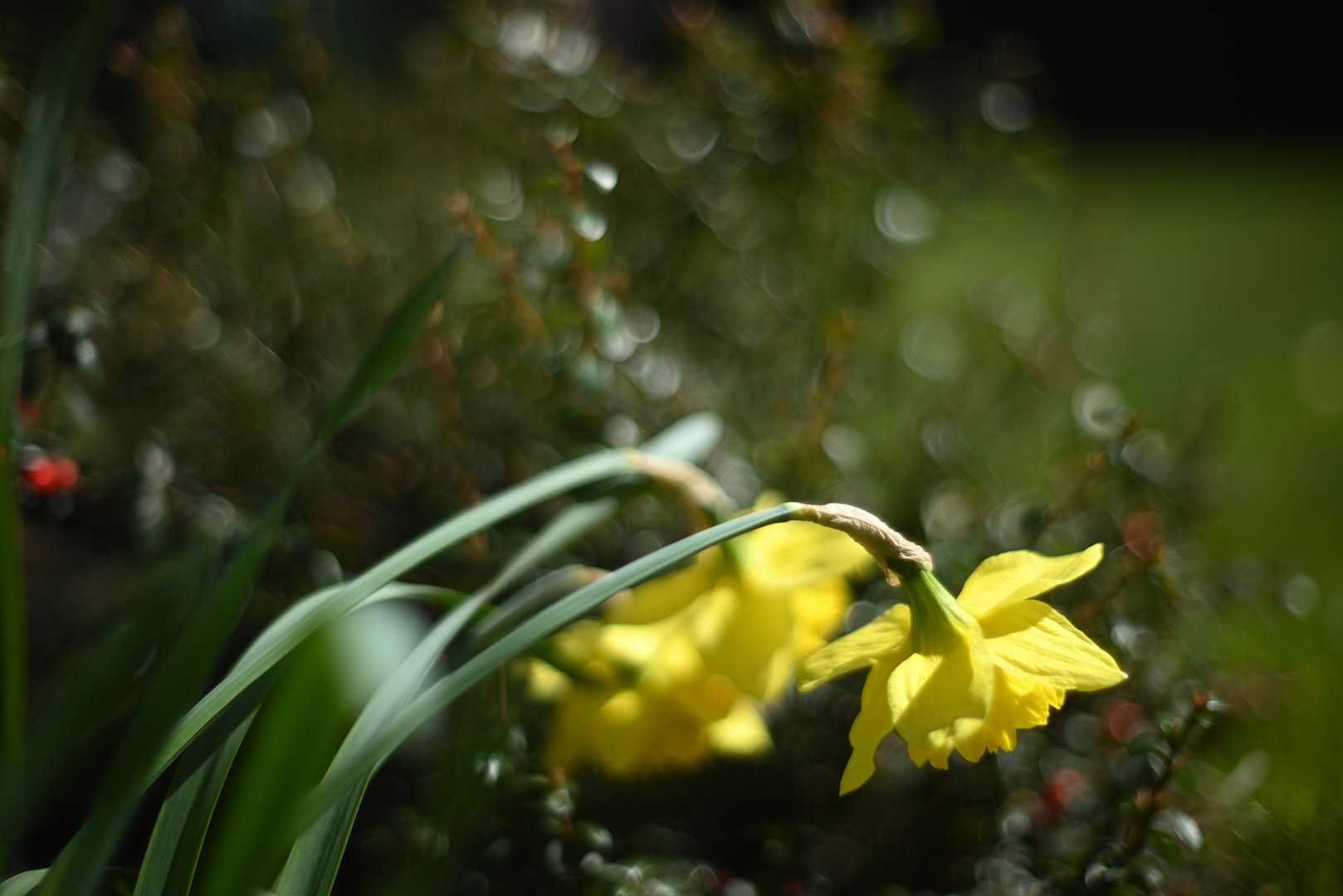 Olympus G.Zuiko Auto-S 50/1,4 (ОМ) різка 50-ка з красивим малюнком