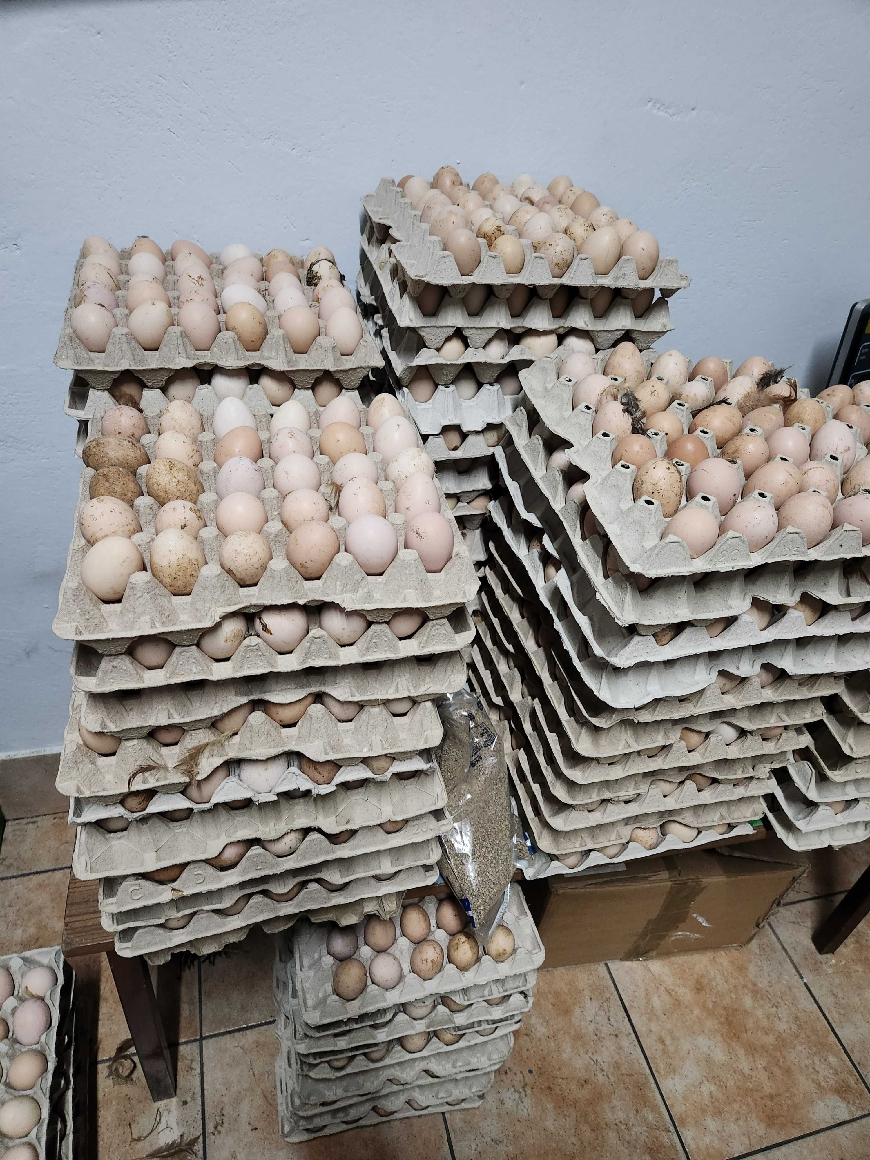 Kury nioski z jajkiem ! Rosa Messa ISA Dominant Leghorn Sendi !