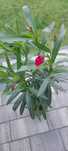 Oleander roślina na balkon, na taras w śródziemnomorskim klimacie