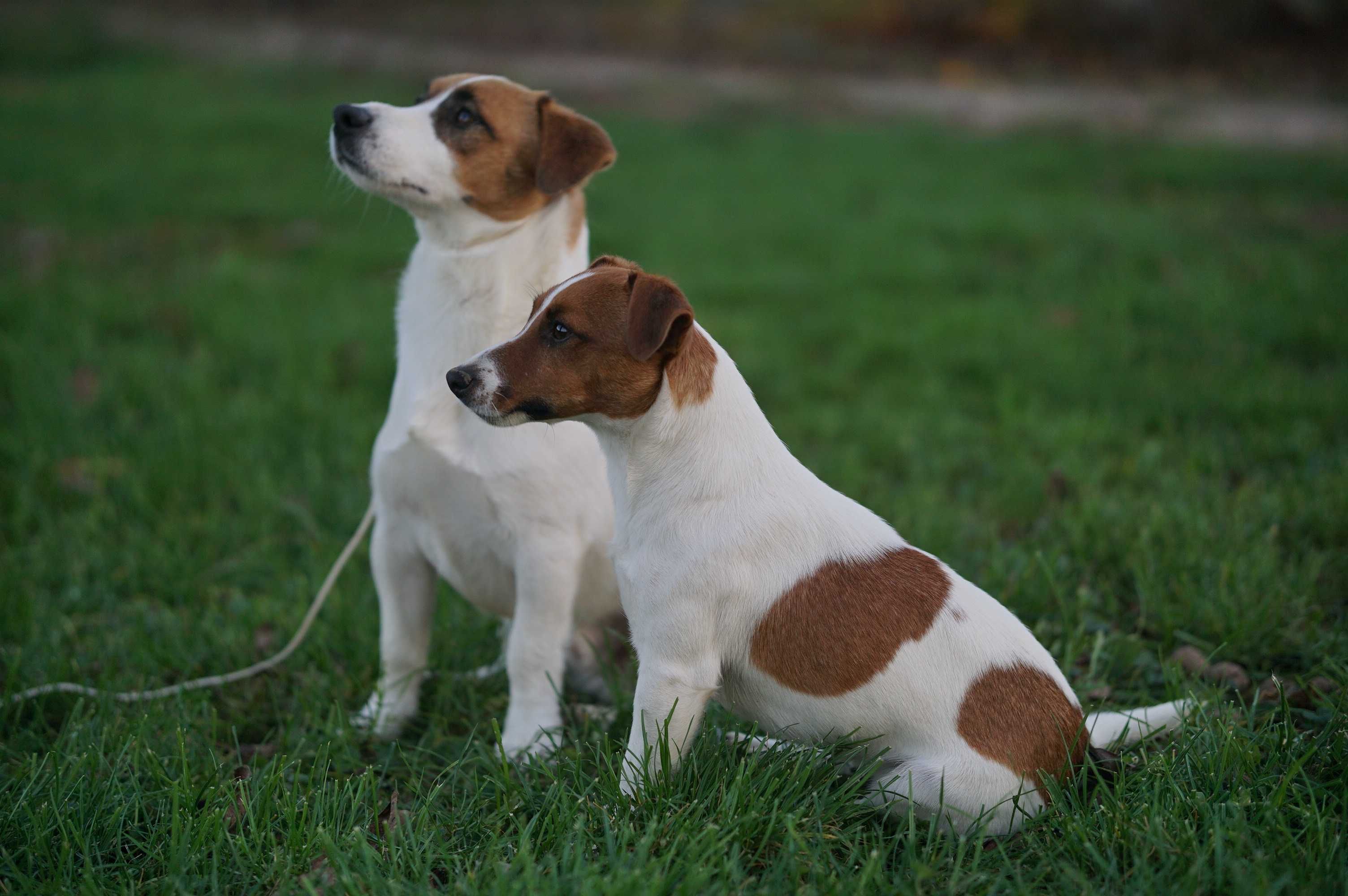 Jack Russell Terrier ZKwP FCI suczka k.włos