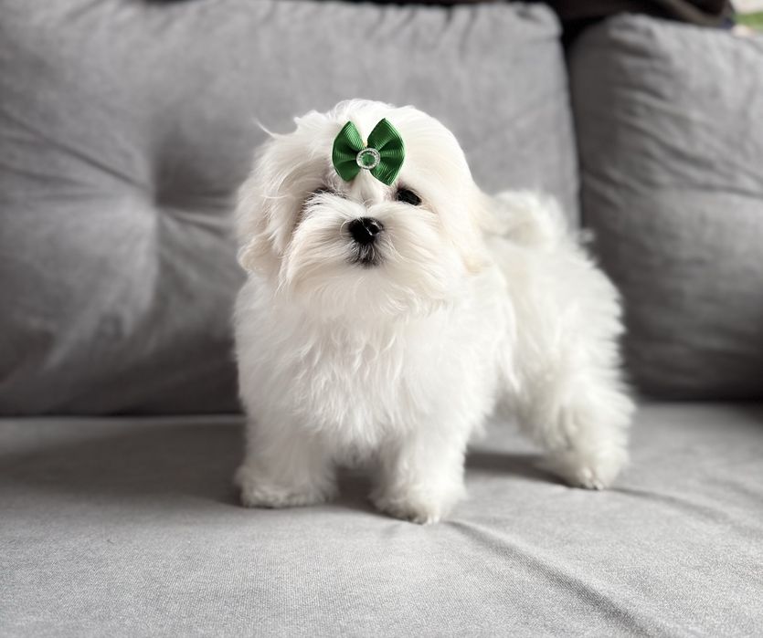 Maltańczyk rodowód ZKwP FCI