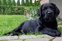 Czarny piesek, samiec labrador retriever ZKwP FCI