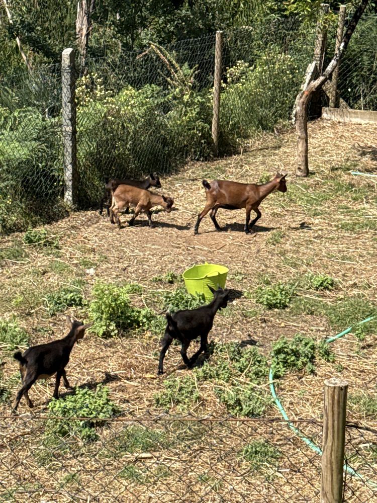 Vendo Cabras Macho / Fêmea