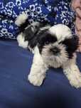 Suczka shih tzu . Rodowód