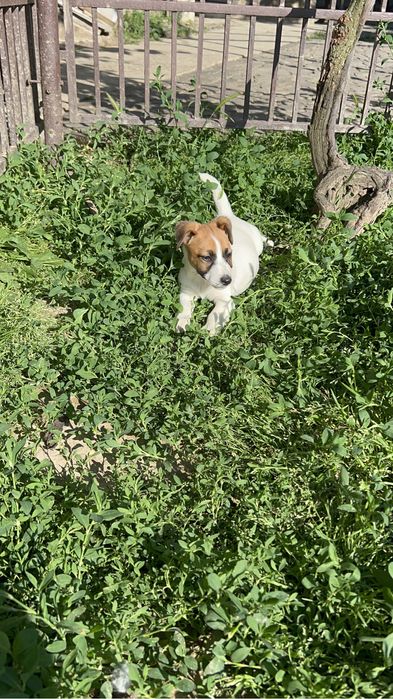 Дівчатка Джек Рассел терьера