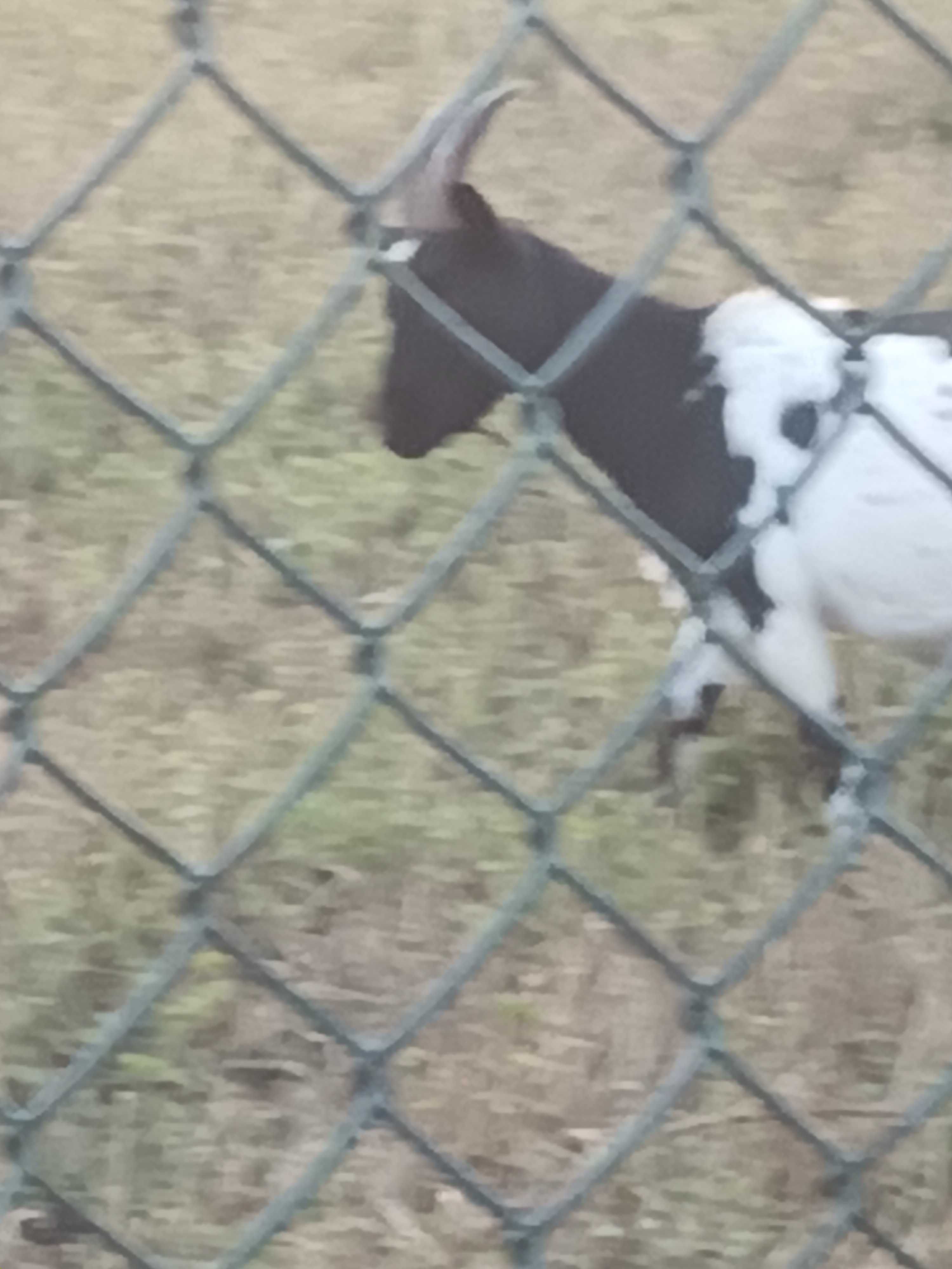 Cabrita lindissima prenha
