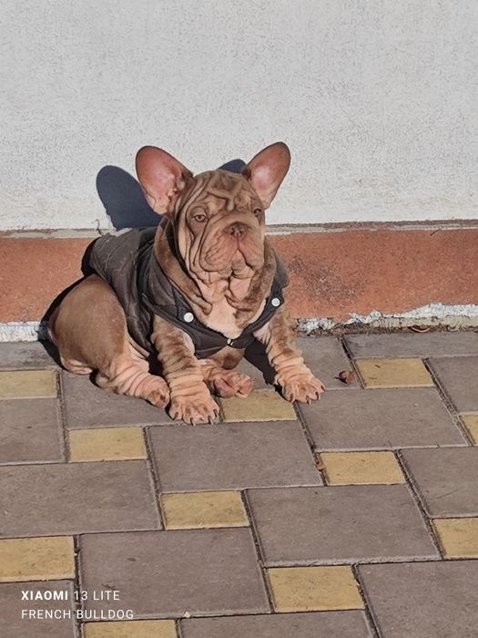 Дівчатка французький бульдог в типі Біг Роп Вельвет.