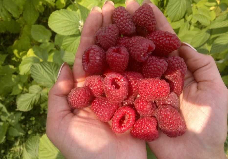 Sadzonki malin wczesne GIGANT oraz późne, możliwość WYSYŁKI