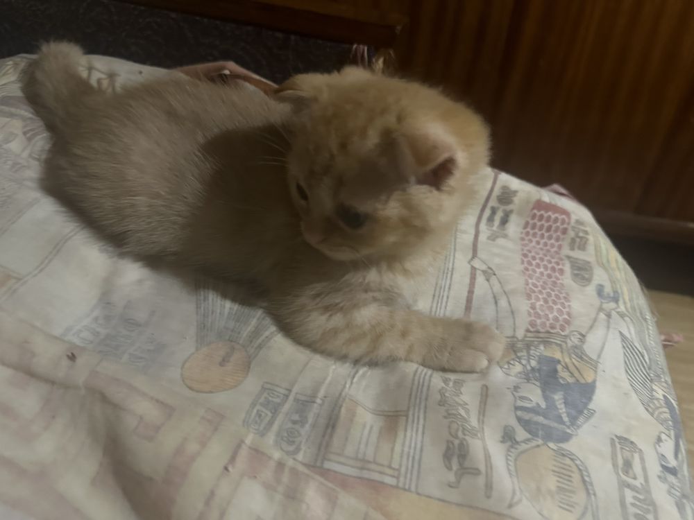 Продаеться  кошеня скоттіш фолд