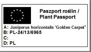 Złoty Jałowiec płożący  Golden Carpet 4 letni.