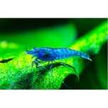 Neocaridina Blue Dream