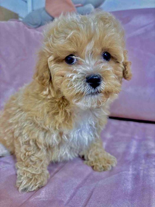 Maltipoo f1 uroczy chłopak Po dwóch szczepieniach. Gotowy do odbioru.