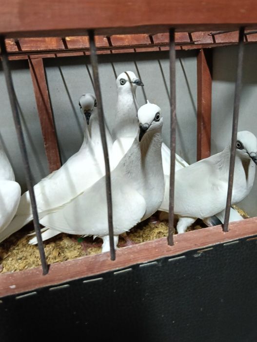 Sprzedam gołębie jasne