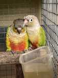 Aves Pyhrruras 2022