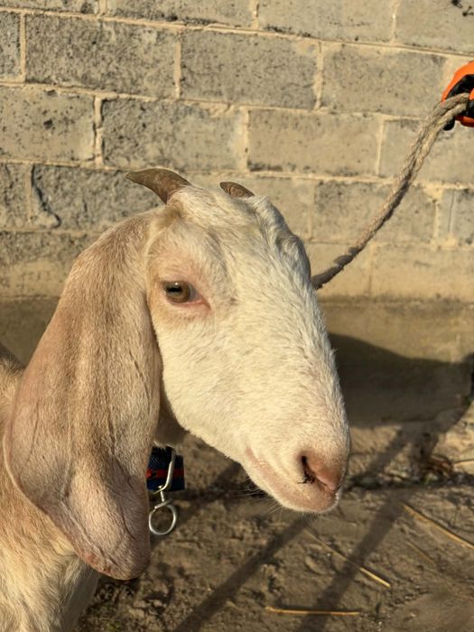 Sprzedam kozła anglonubijskiego z rodowodem