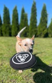 Dysk neoprenowy frisbee dla psa xs