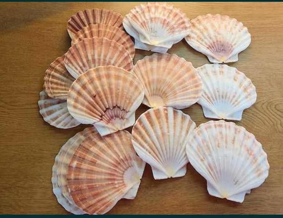 Muszle Świętego Jakuba 10 sztuk