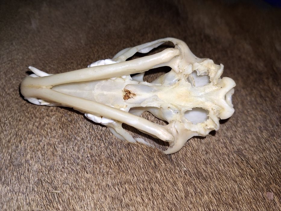 Czaszka lisa (naturalna(