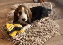 Beagle suczka gotowa do odbioru