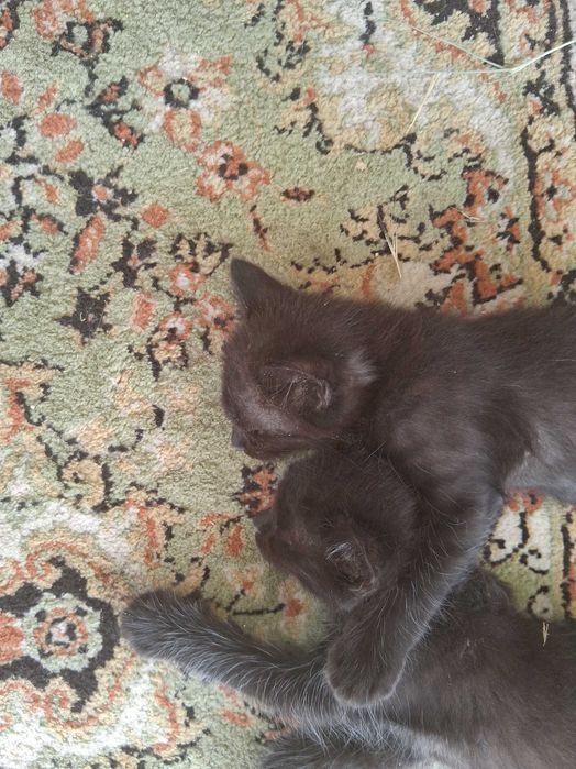 2  gatinhos procuram os donos. Muito meigos ,e super giros!