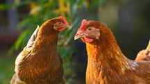 Kury Nioski od hodowcy ! Rosa Messa Dominant Leghorn ! TRANSPORT !!