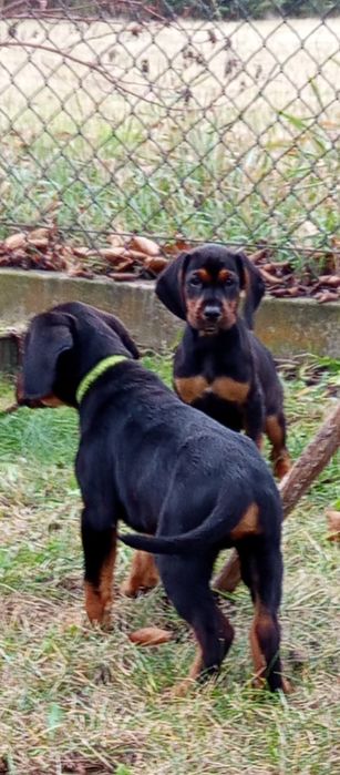 Gończy Polski szczeniak