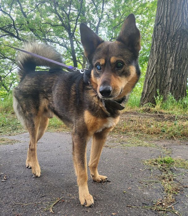 Пропала собака центр ,слепой пёс.