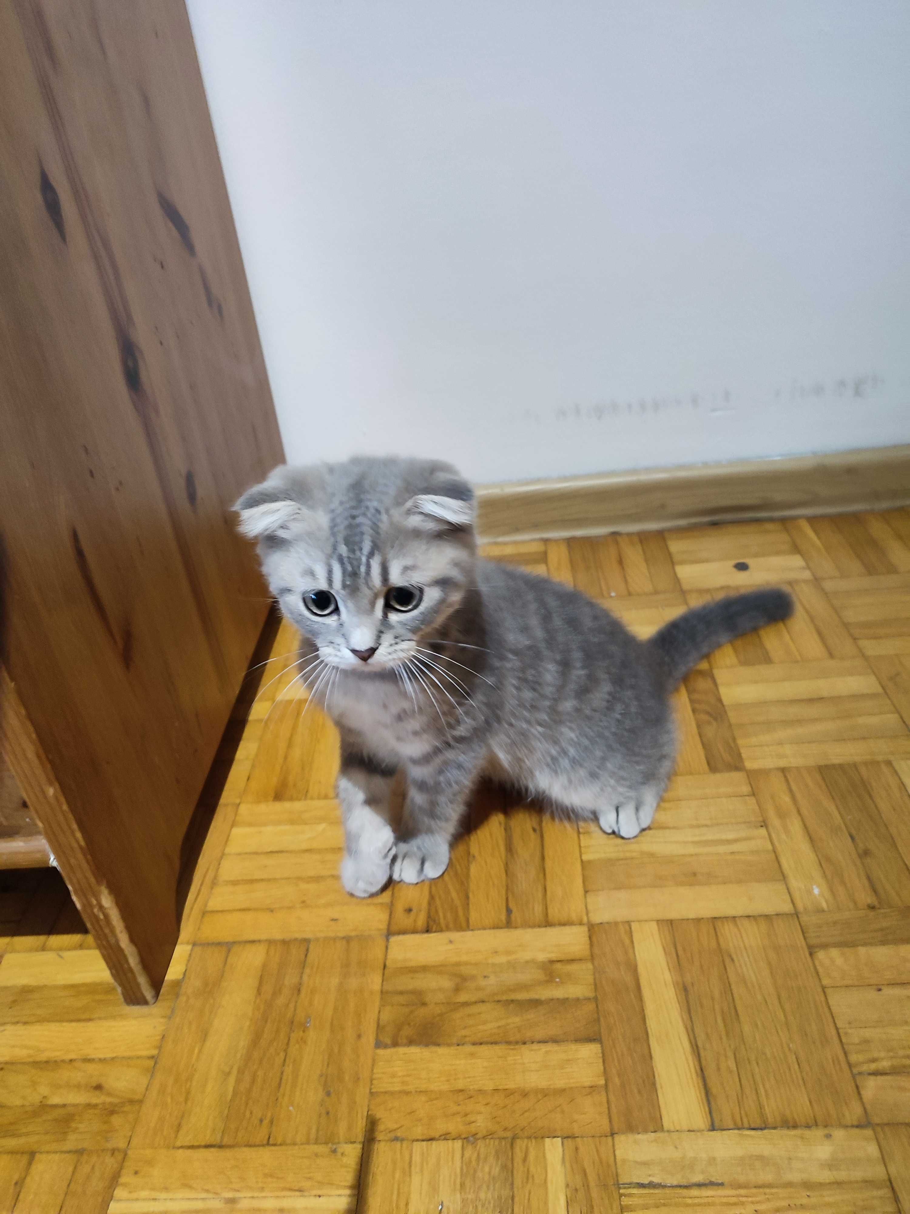 Małyj Szkot gotow do podboju Twojego serca!