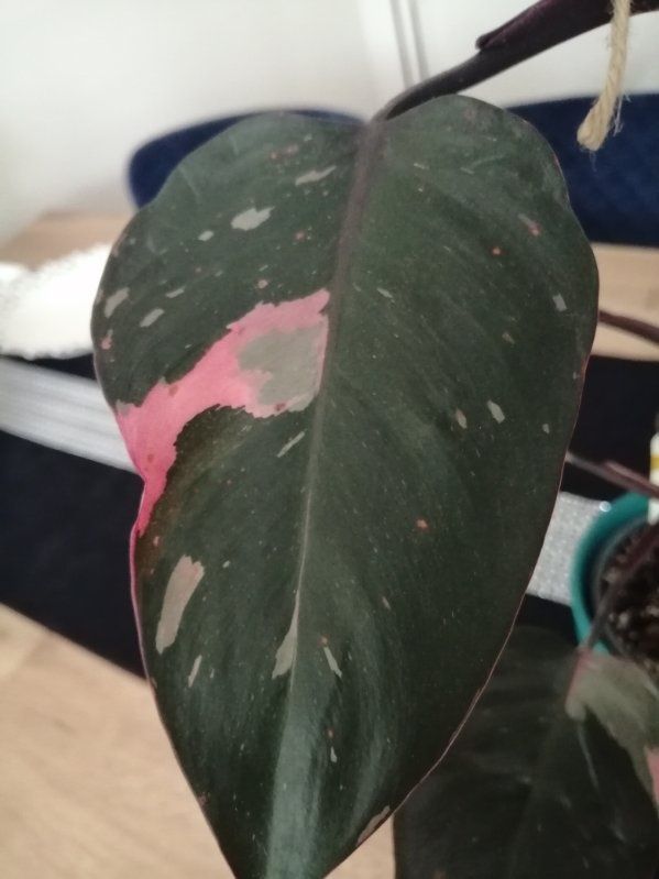 Philodendron Pink Prince