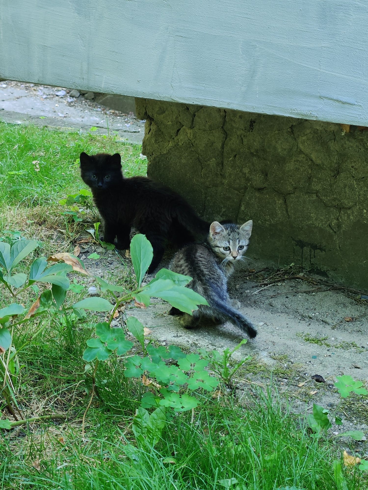 10 tygodniowe kotki do adopcji
