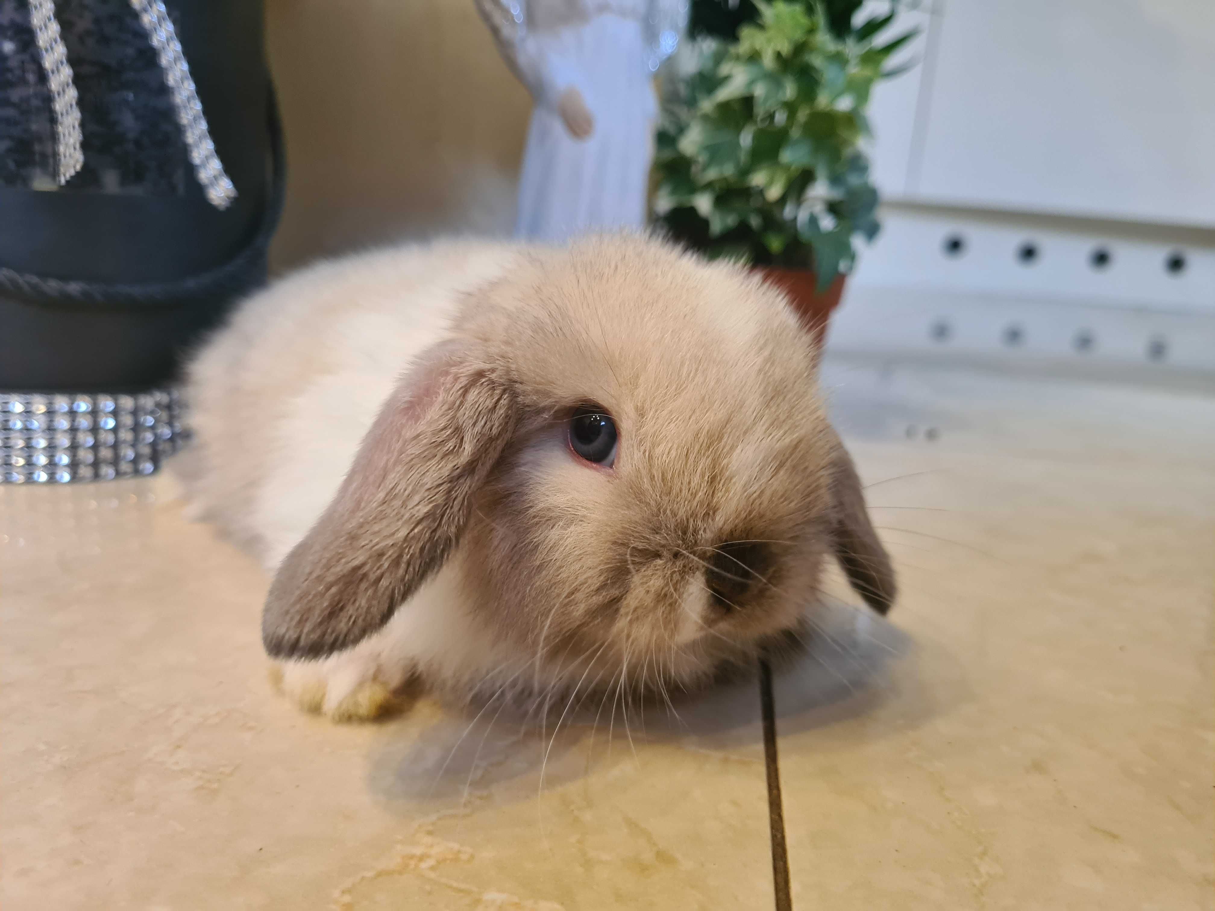 Królik mini lop z legalnej hodowlii z  rodowodem i metryką.