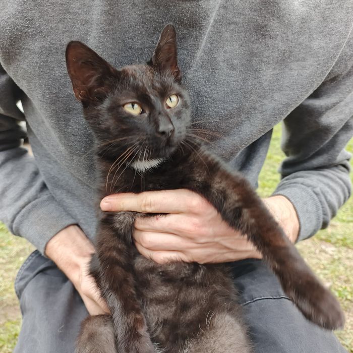 Iddam małego kocurka