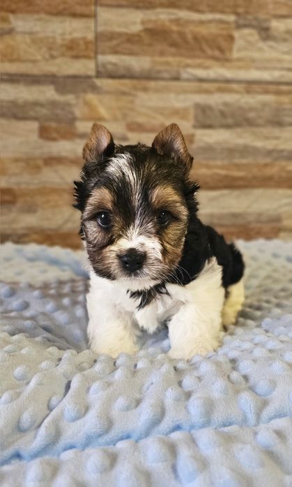 Yorkshire Terrier Biewer cudny piesek york
