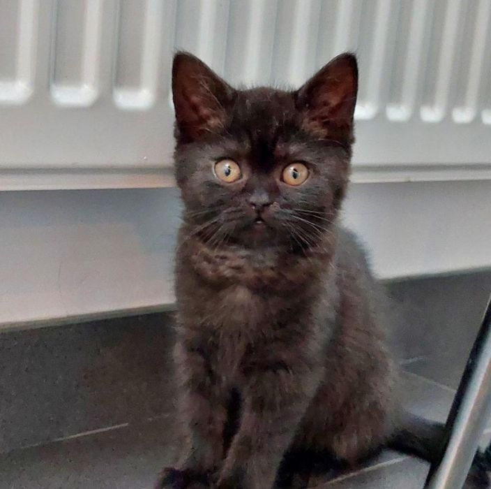 Kot brytyjski krótkowłosy czekoladowy