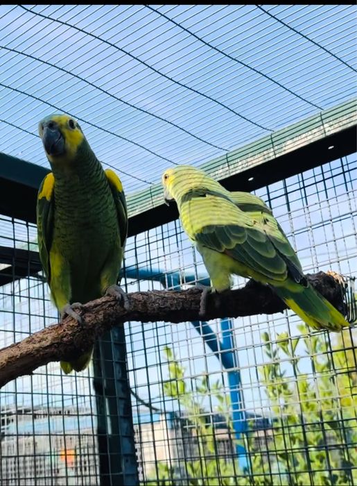 Amazona aestiva xanthopteryx
