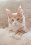 Kocurek maine coon gotowy do odbioru