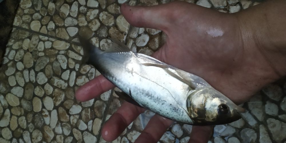 Narybek karpia do stawu i oczka karp karpie inne